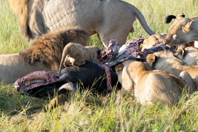 Days Tsavo East & Amboseli Tour from Mombasa