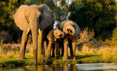 East Africa Safari Tours