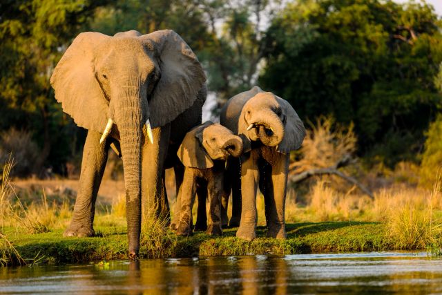 East Africa Safari Tours
