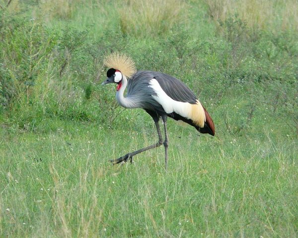 East Africa Safari Tours