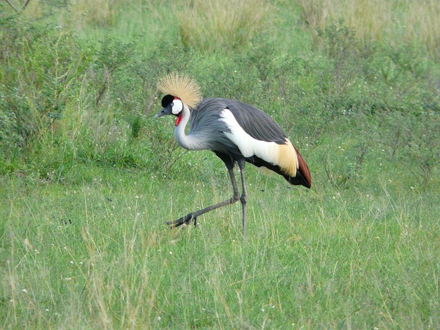 East Africa Safari Tours