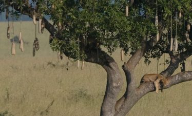 Aerial view of elephants walking across Serengeti savannah during golden hour — East Africa Safari Travel Guide 2025