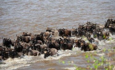 Game drive
