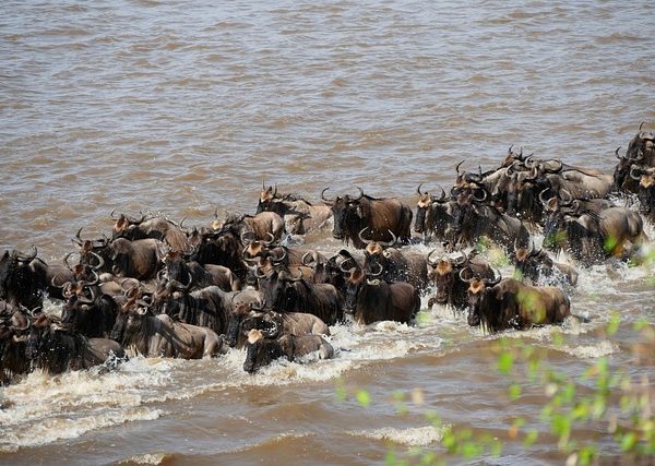 Game drive