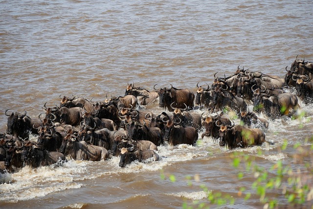 Game drive