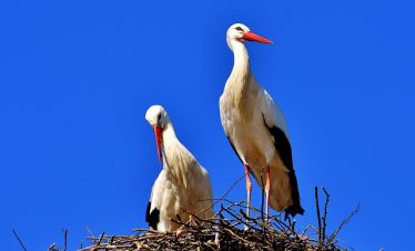 Guided Kenya Safari Tours