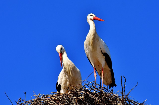 Guided Kenya Safari Tours