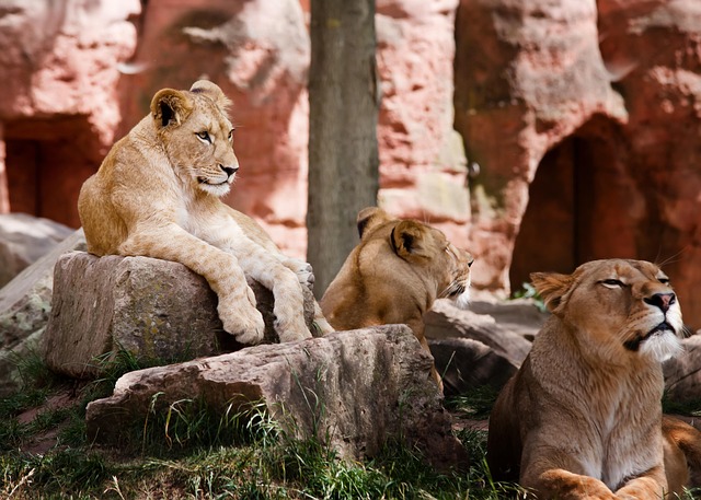 How to Plan for a Kenya Safari Tour