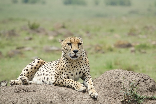 Kenya All-Inclusive Safari Tour