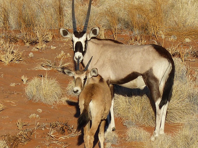 Kenya Great Migration Safari Tour