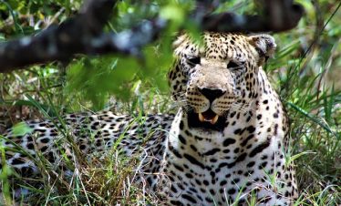 Kenya Private Safaris