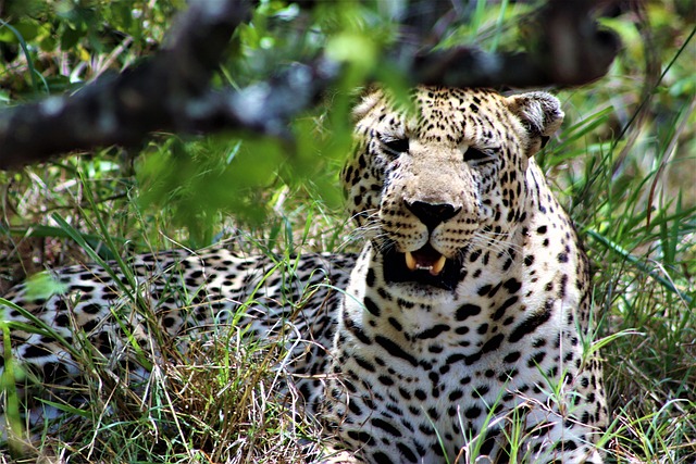 Kenya Private Safaris