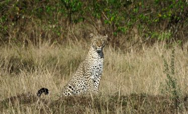 Kenya Safari Itineraries