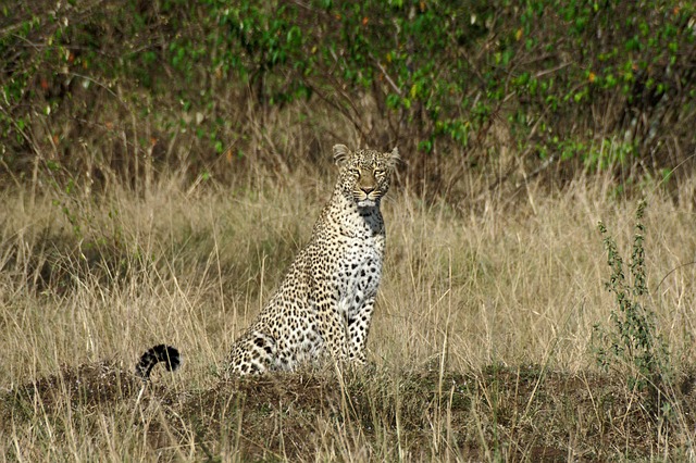 Kenya Safari Itineraries