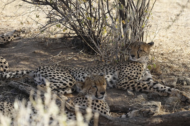 Kenya Safari Tours & wildlife