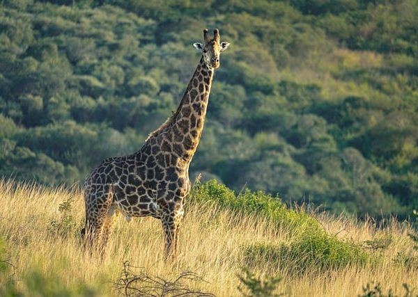 Kenya Safari Tours