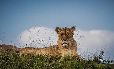 Kenya Safari cost breakdown