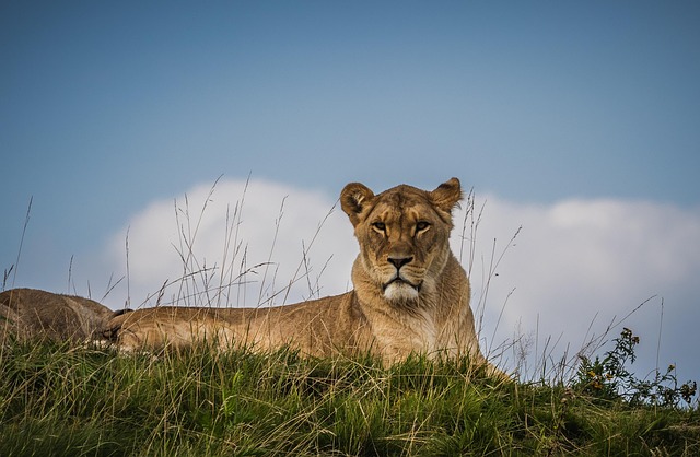 Kenya Safari cost breakdown