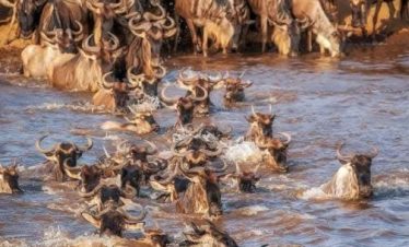 Kenya Tanzania Safari Tour Packages