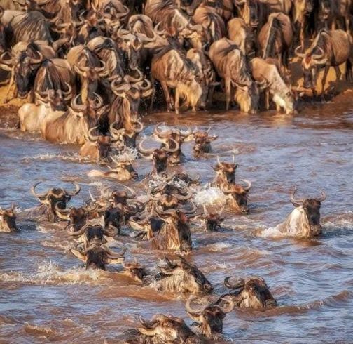 Kenya Tanzania Safari Tour Packages