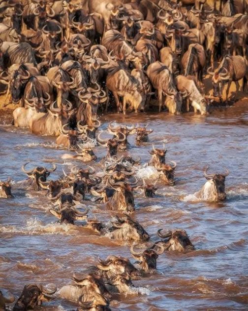 Kenya Tanzania Safari Tour Packages