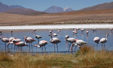 Kenya Tour