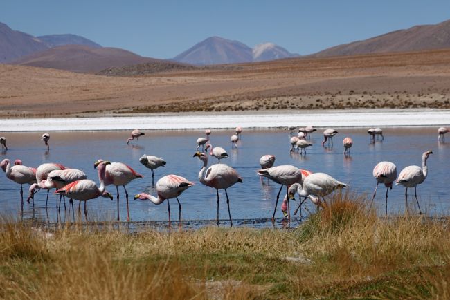 Kenya Tour