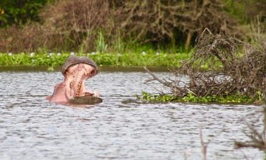 Lake Naivasha Day Tour