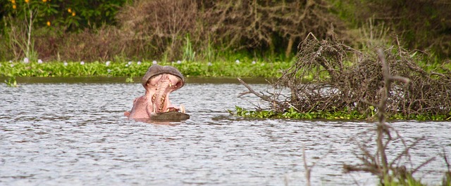 Lake Naivasha Day Tour