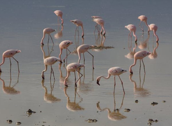 Lake bogoria National Park
