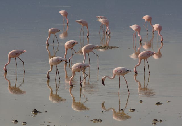 Lake bogoria National Park