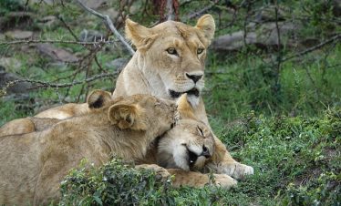 Masai Mara Safari Tour Packages
