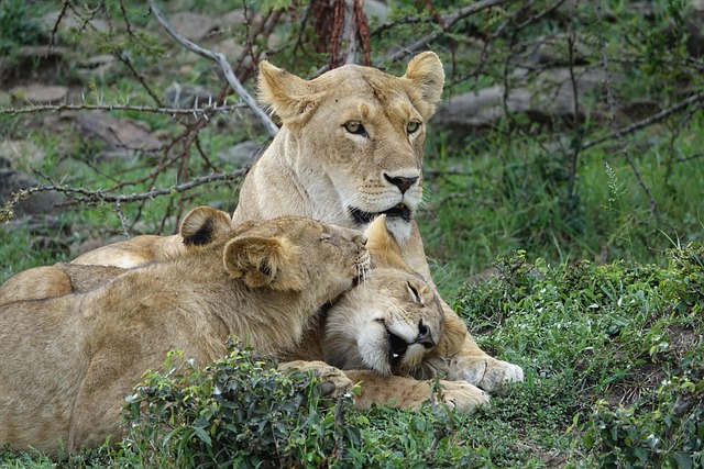 Masai Mara Safari Tour Packages