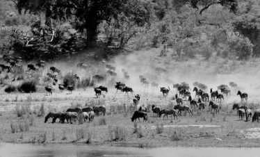 Masai Mara Wildebeest Migration Guide