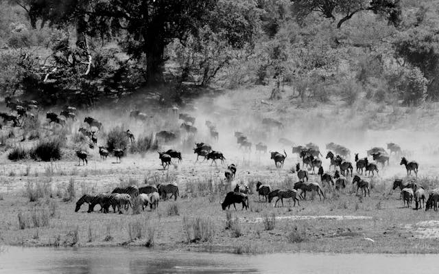 Masai Mara Wildebeest Migration Guide