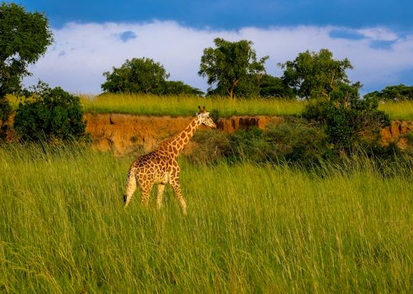 Mikumi National Park