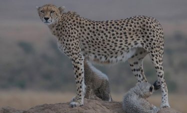 Samburu & Ol Pejeta Conservancy Safari Tour