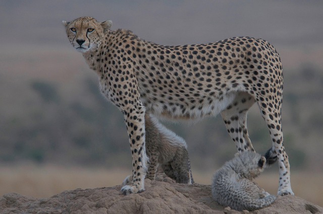 Samburu & Ol Pejeta Conservancy Safari Tour