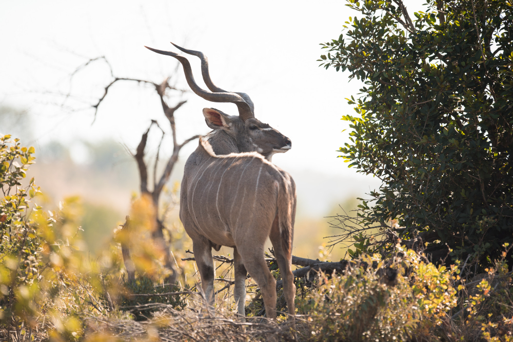 Samburu tour