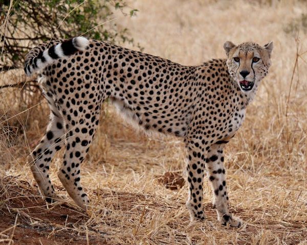 Selous National Park