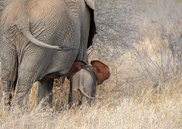 Tanzania Safari Tours