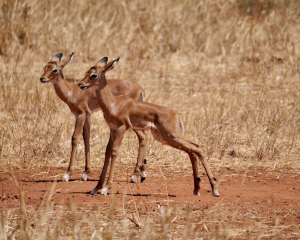 Tarangire National Park