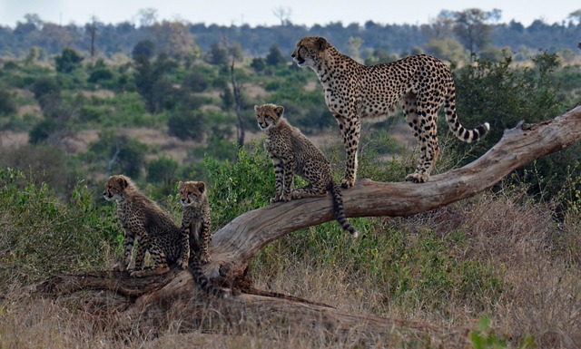 Top 10 Best Kenya Safari Tour Packages 2025/2026/2027