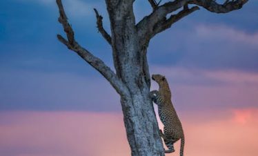 Top 10 Kenya Safari Tour Packages
