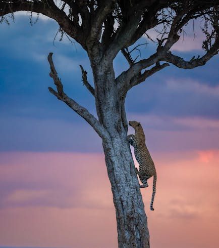 Top 10 Kenya Safari Tour Packages
