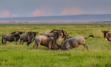 Top 5 Kenya Safari & Beach Collection