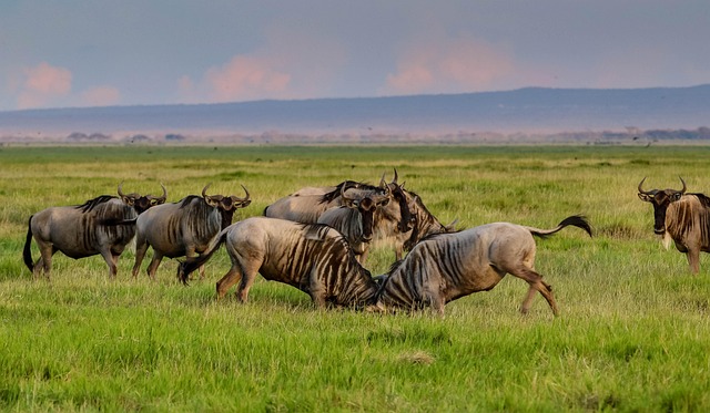 Top 5 Kenya Safari & Beach Collection
