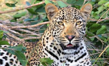 Top 6 Kenya Budget Group Safari Tours