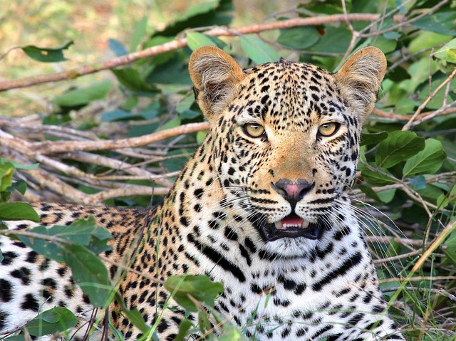 Top 6 Kenya Budget Group Safari Tours