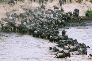 Top 6  Masai Mara Safari Tours